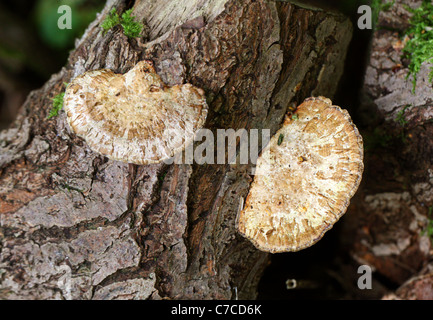 Birke Mazegill, Lenzites Betulinus (Betulina), Polyporaceae. Stockfoto