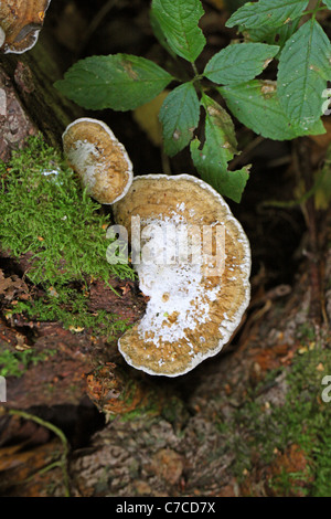 Birke Mazegill, Lenzites Betulinus (Betulina), Polyporaceae. Stockfoto