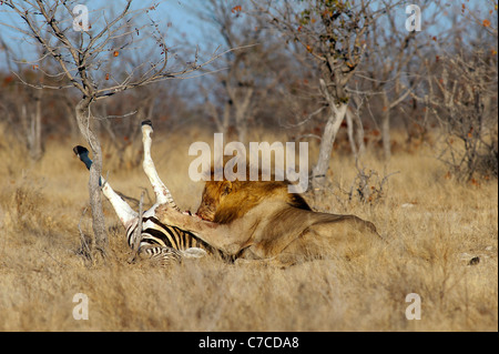 Löwe (Panthera leo) auf einem Zebrakill im Etosha National Park, Namibia Stockfoto