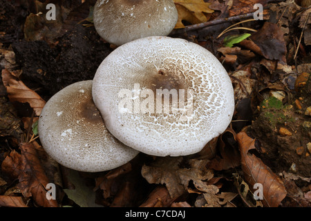 Errötende Holz Pilz, Agaricus Silvaticus, Agaricaceae Stockfoto