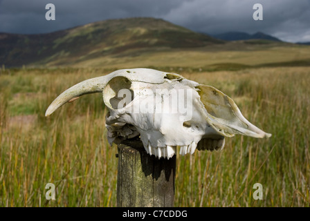 Schädel eines Schafes auf einem hölzernen Zaun-Pfosten. Stockfoto