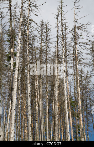 Gemeine Fichte (Picea Abies) durch Borkenkäfer getötet. Stockfoto