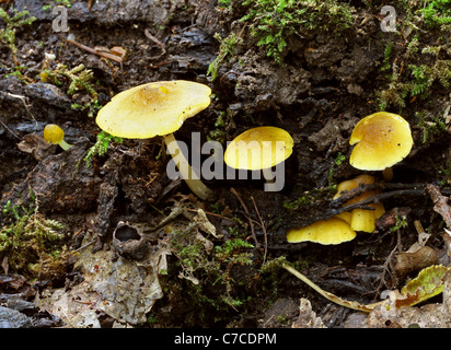 Gelbes Schild Fliegenpilz, Pluteus Chrysophaeus (p. Luteovirens), Pluteaceae Stockfoto