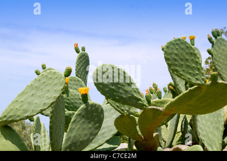 Schildlaus Nopal Kaktus Pflanze unter blauen Mittelmeerhimmel auf Mallorca Stockfoto
