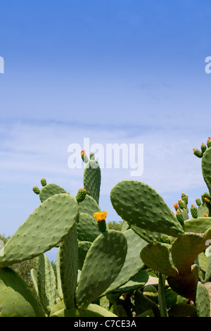 Schildlaus Nopal Kaktus Pflanze unter blauen Mittelmeerhimmel auf Mallorca Stockfoto