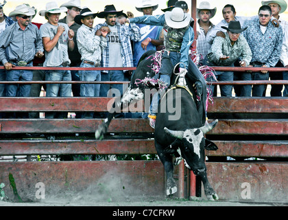 Bull Riding Konkurrenten während der Rodeo statt auf der Crow Agency-Reservation in Montana während der jährlichen Crow Fair. Stockfoto