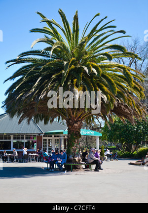 Eine große Dattelpalme und Besucher. Cafe im Botanischen Garten, Hagley Park, Christchurch, Canterbury, Südinsel, Neuseeland Stockfoto