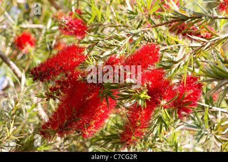 Zitronenbaum Flasche Bürste (Zylinderputzer Citrinus) in voller Blüte Stockfoto