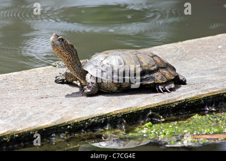 Westliche Sumpfschildkröte oder Pazifische Sumpfschildkröte (Actinemys Marmorata) in Kalifornien Stockfoto