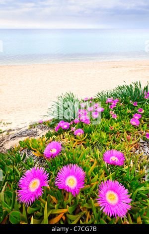 Meer Bild Blumen blühen an der Ägäisküste in Chalkidiki, Griechenland Stockfoto