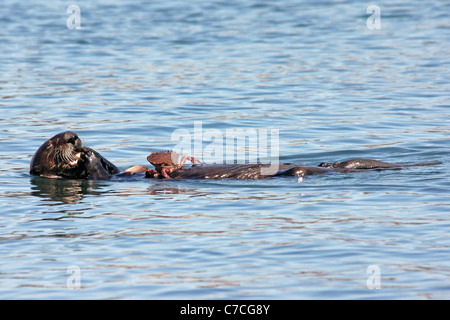 Eine vom Aussterben bedrohte Seeotter (Enhydra Lutris Nereis) isst eine Krabbe in den Gewässern von Kalifornien Stockfoto