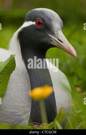 Demoiselle Kran (Anthropoides Virgo). Nahaufnahme von Kopf Weibchen im Nest während der Inkubation. Stockfoto