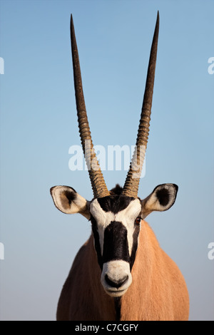 Porträt von einem Gemsbock-Antilope (Oryx Gazella) vor einem blauen Himmel, Kgalagadi Transfrontier Park, Südafrika Stockfoto