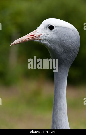 Blau, Paradies oder Stanley Kran (Anthropoides Paradisea). Altvogel; Porträt. Stockfoto