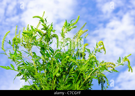 Blühende Ambrosia-Pflanze in Nahaufnahme gegen blauen Himmel, eine gemeinsame allergen Stockfoto