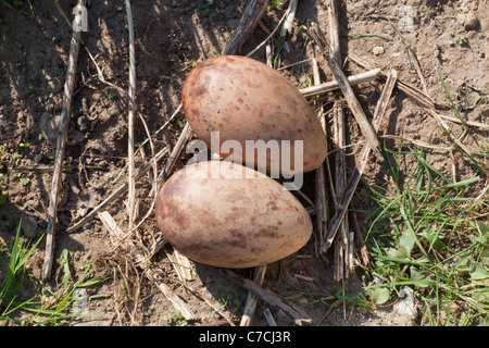 Blau, Stanley oder Paradies Kran (Anthropoides Paradisea). Gelege mit zwei Eiern in eine Entschuldigung ein Nest auf dem Boden. Stockfoto