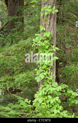 Poison Oak Toxicodendron diversilobum Stockfoto