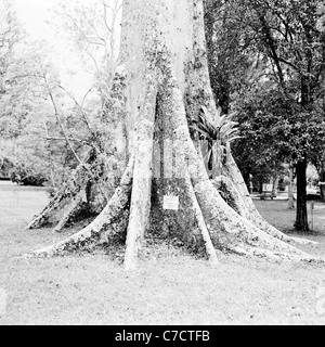 Wurzeln eines großen einheimischen Baumes in diesem historischen Bild aus Brasilien, die in den 1950er Jahren von J. Allan Cash genommen. Stockfoto