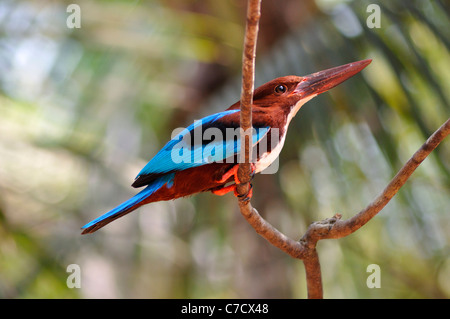 Braune Leitung King Fisher Stockfoto