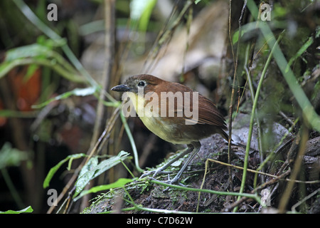 Gelb-breasted Antpitta, Grallaria Flavotincta bei Angel Pax Stockfoto