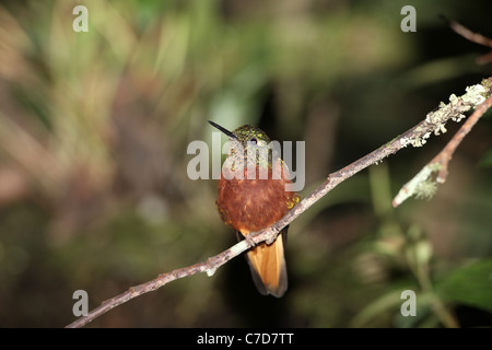 Kastanien-breasted Coronet, Boissonneaua Matthewsii bei Guango Stockfoto