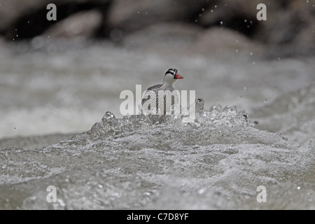 Torrent-Ente, Merganetta Armata, Männlich bei Guango Stockfoto