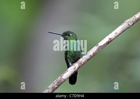 Grün-gekrönter brillant, Heliodoxa Jacula, männliche bei Milpe Stockfoto