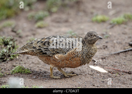 Rufous-bellied Seedsnipe, Attagis Gayi Papallacta Pass Stockfoto