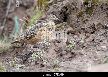 Rufous-bellied Seedsnipe, Attagis Gayi Papallacta Pass Stockfoto