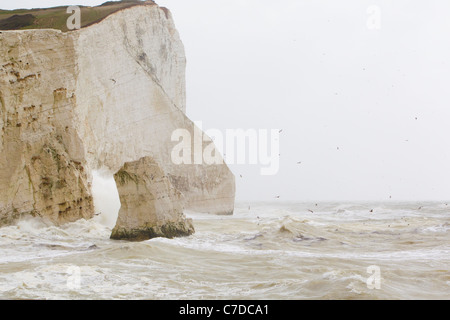 Stürmische Wellen schlagen Klippen mit Möwen fliegen über die Wellen am Seaford, East Sussex, UK, Herbst Stockfoto