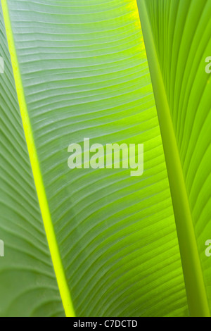 Hinterleuchtete Blatt einer Pflanze strelitzia Stockfoto