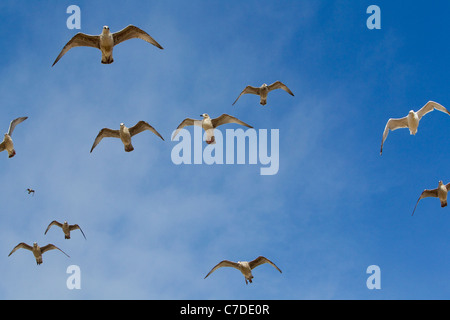 Juvenile oder ersten Winter Silbermöwen Larus Argentatus, steigenden gegen einen blauen Himmel, Brighton, East Sussex, UK, Herbst Stockfoto