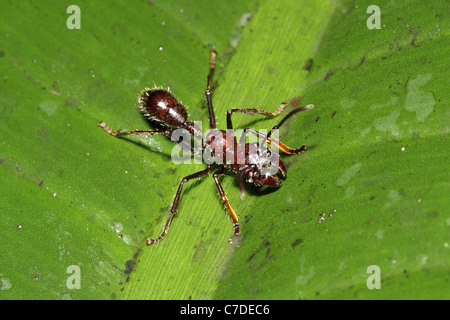 Kugel (Conga) Ant, Paraponeragroße Clavata in der Nähe von Sacha Lodge Stockfoto
