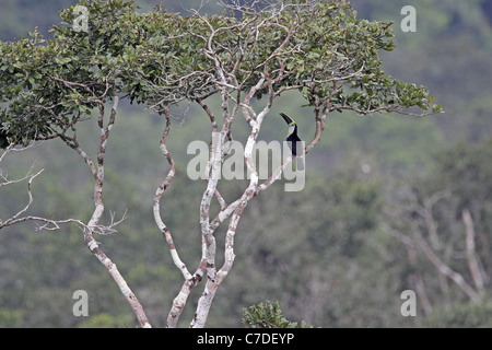 Weiße-throated Tukan, Ramphastos Tucanus in der Sacha Lodge Stockfoto