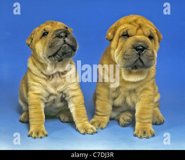 zwei Sharpei Welpen in blau Stockfoto