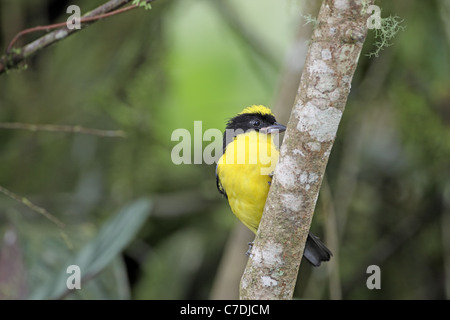 Blue-winged Berg Tanager, Anisognathus Somptuosus bei Sacha Tamia Stockfoto