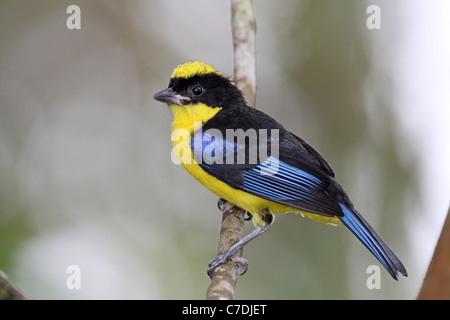 Blue-winged Berg Tanager, Anisognathus Somptuosus bei Sacha Tamia Stockfoto