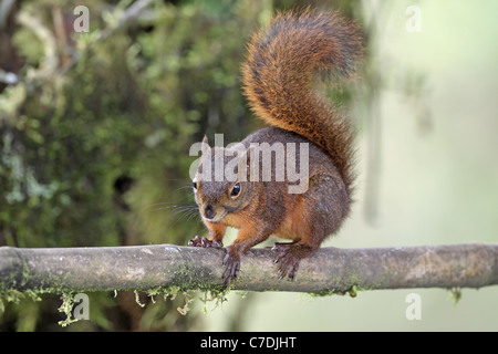 Red-tailed Eichhörnchen Sciurus Granatensis an Sacha Tamia Stockfoto