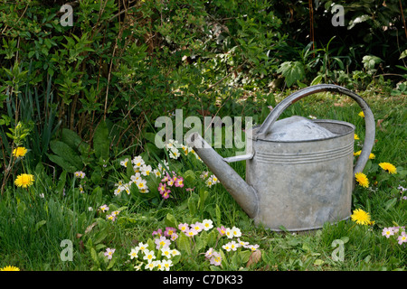 Zink-Gießkanne in den Gartenweg. Stockfoto