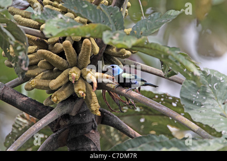 Blau-necked Tananger, Tangara Cyanicollis, ernähren sich von Obst in San Isidro Stockfoto