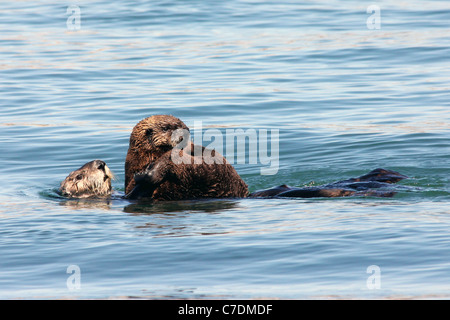 Eine vom Aussterben bedrohte Seeotter (Enhydra Lutris Nereis) und ihr Baby Spielen in den Gewässern von Kalifornien Stockfoto