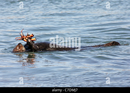 Eine vom Aussterben bedrohte Seeotter (Enhydra Lutris Nereis) isst eine Krabbe in den Gewässern von Kalifornien Stockfoto