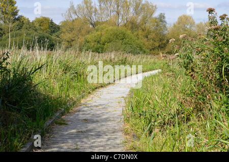 Winnal Mauren Naturschutzgebiet entlang der Flussaue der Fluss Itchen im Nord-Osten von Winchester, Hampshire, England Stockfoto