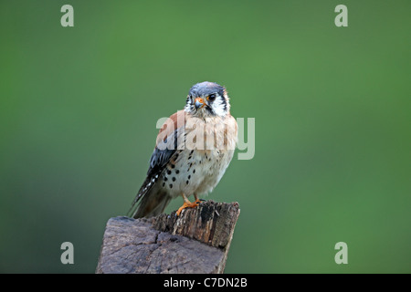 American Kestrel, Falco Sparverius, männlich im Regen am Yannococha Stockfoto