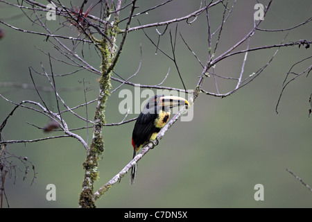 Blass-mandibled Aracari, Pteroglossus Erythropygius, Yanococha, Ecuador Stockfoto