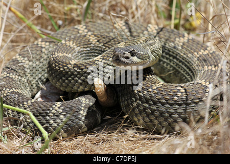 Nördlichen Pazifik-Klapperschlange (Crotalus Oreganus) in Kalifornien Stockfoto