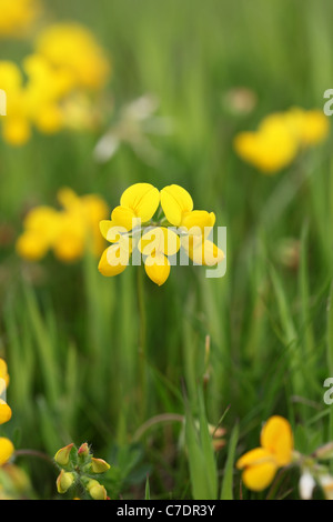 Vogels Foot Trefoil Lotus Corniculatus Blumen UK Stockfoto