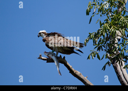 Fischadler (Pandion Haliaetus) Preching auf Ast mit Fisch Stockfoto