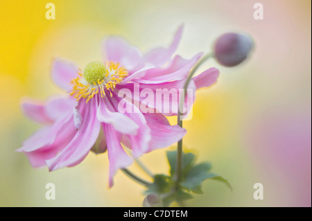 Japanische Anemone "Pretty Lady Emily", Anemone X hybrida "Lady Emily" Stockfoto