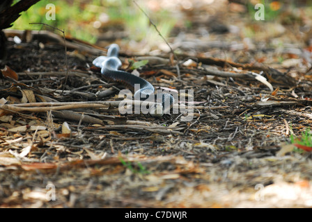 Schwarze Schlange Stockfoto